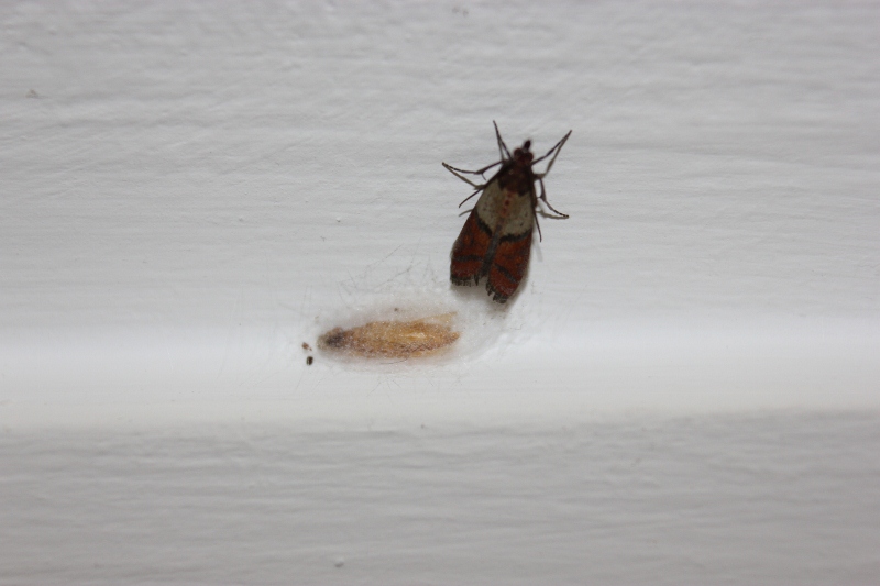 Pantry Moth Control 0800 955 2027 Providing Stored Product Moth